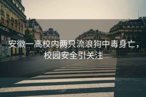 安徽一高校內(nèi)兩只流浪狗中毒身亡，校園安全引關(guān)注