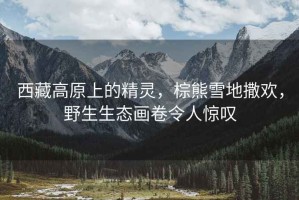 西藏高原上的精靈，棕熊雪地撒歡，野生生態(tài)畫卷令人驚嘆