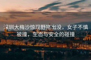 深圳大梅沙驚現(xiàn)野豬出沒(méi)，女子不慎被撞，生態(tài)與安全的碰撞