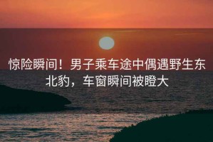 驚險(xiǎn)瞬間！男子乘車途中偶遇野生東北豹，車窗瞬間被瞪大