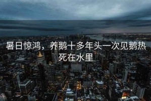 暑日驚鴻，養(yǎng)鵝十多年頭一次見鵝熱死在水里