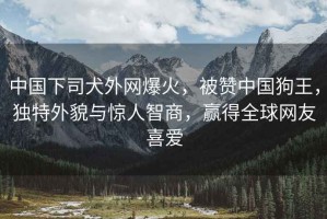 中國(guó)下司犬外網(wǎng)爆火，被贊中國(guó)狗王，獨(dú)特外貌與驚人智商，贏得全球網(wǎng)友喜愛